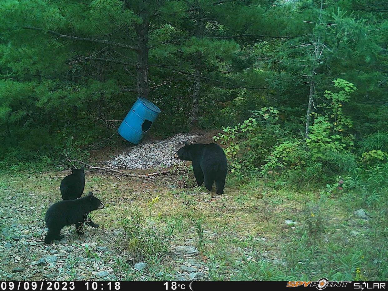 Acadia University has partnered with the provincial government to conduct research into where bears reside and what they eat. (Sali Cunningham - image credit)