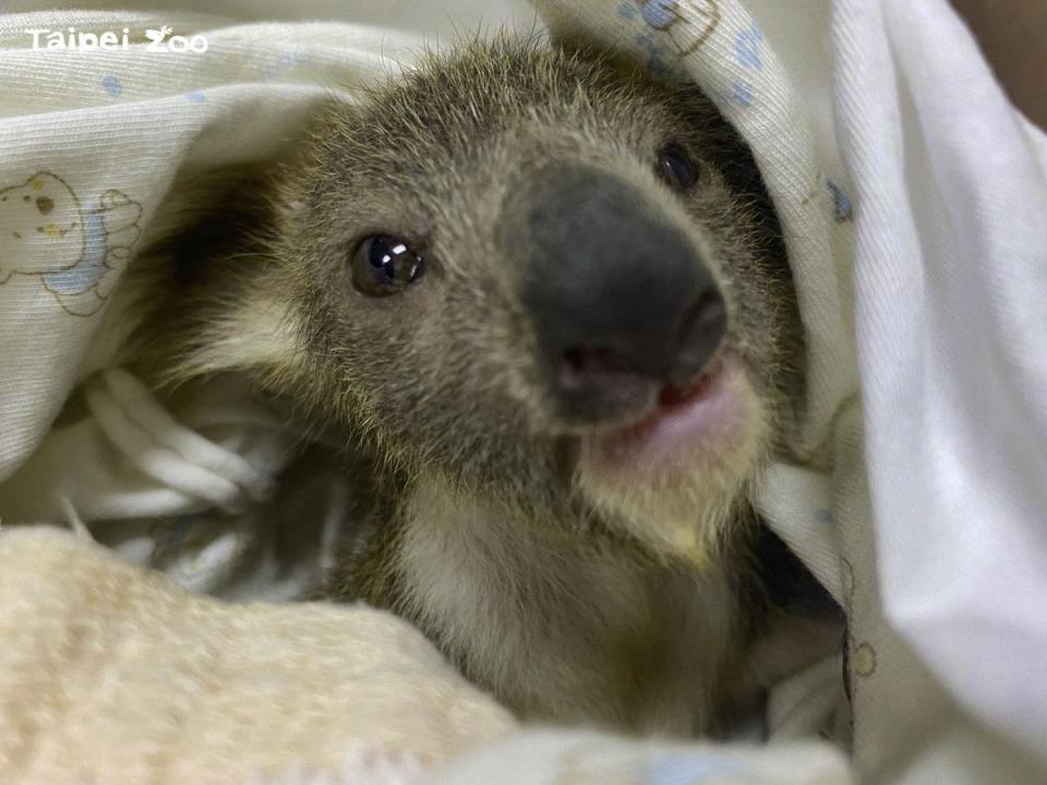 Joey即將滿7個月大，是個可愛的小女生。（台北市立動物園提供）