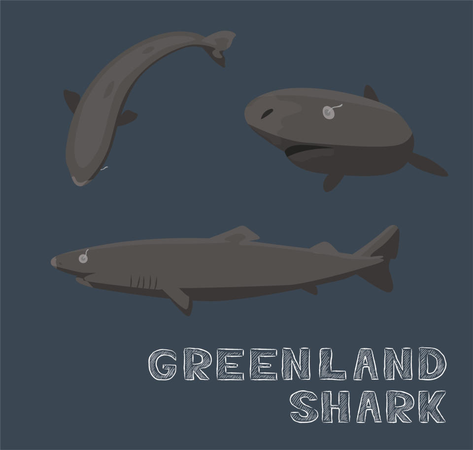 Illustration of three Greenland sharks swimming, with the caption "Greenland Shark" below them