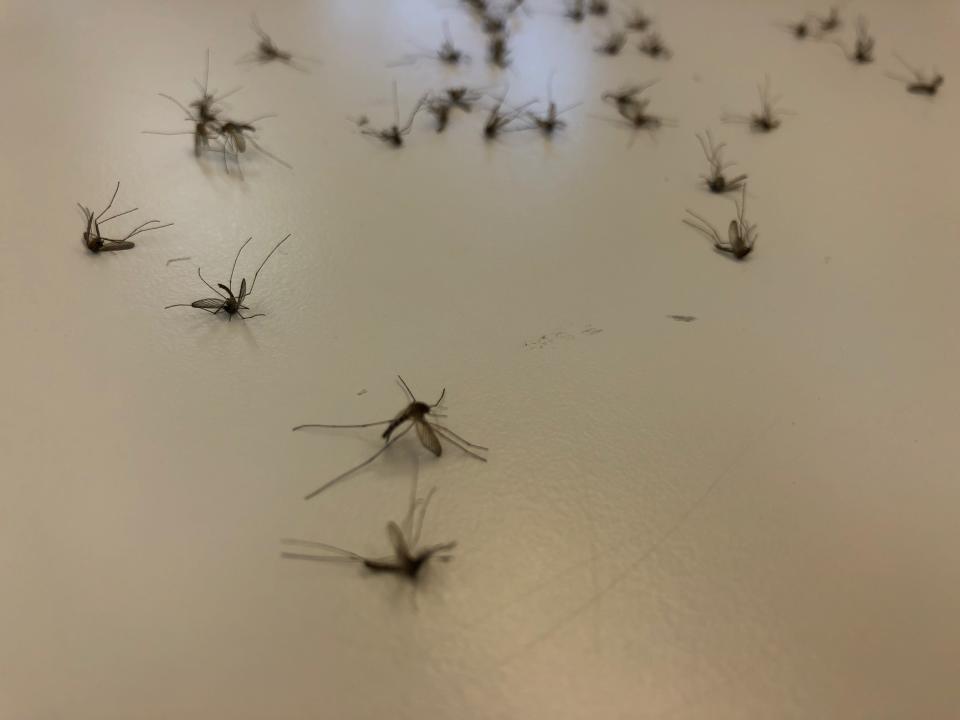 Dead mosquitoes lay scattered on a table at Marion County Mosquito Control on July 2, 2019. The insects are collected, counted and tested daily by biologists.