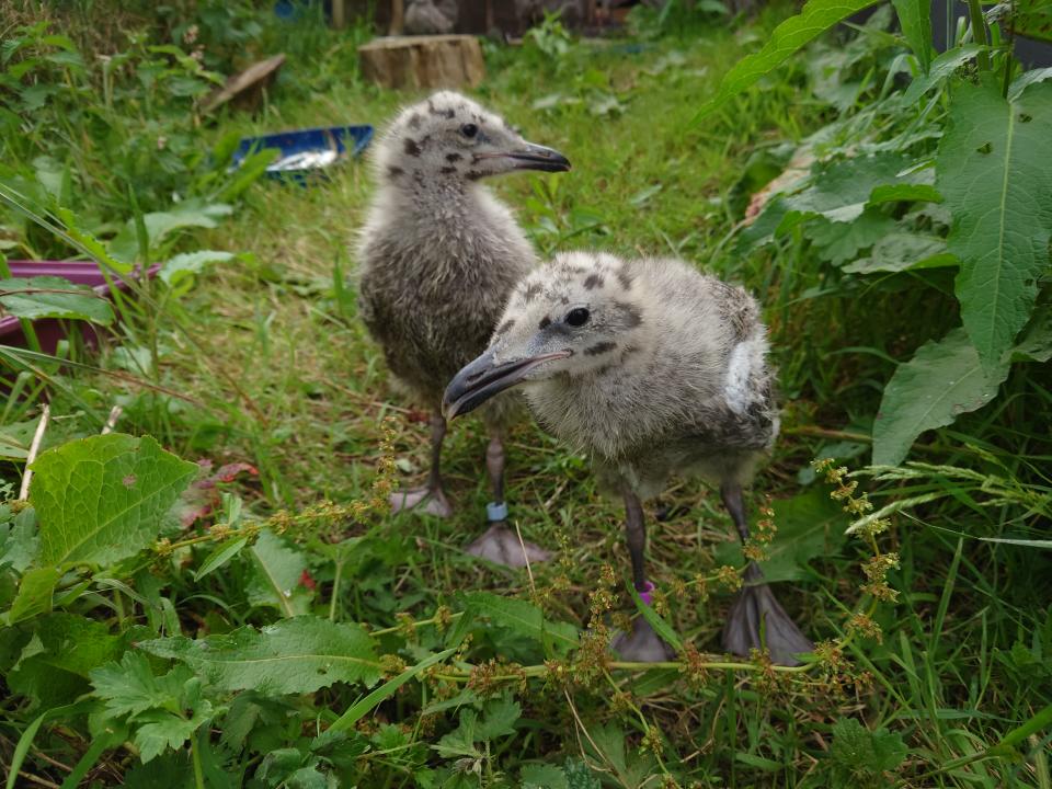 Herring gull chicks