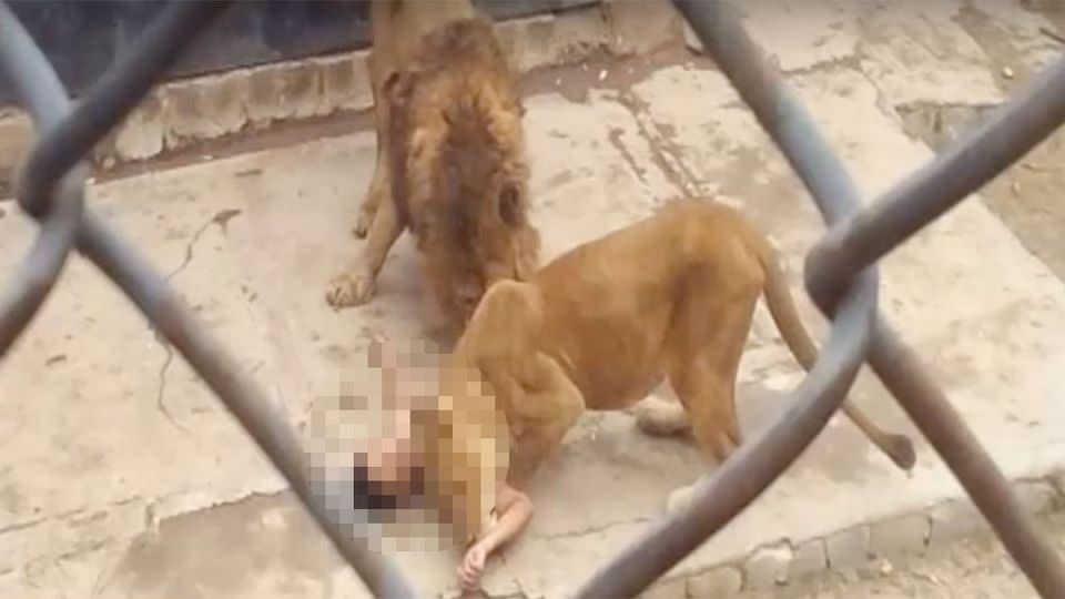 Two of the lions were killed in the rescue. Photo: NOTICIAS Chelmevision