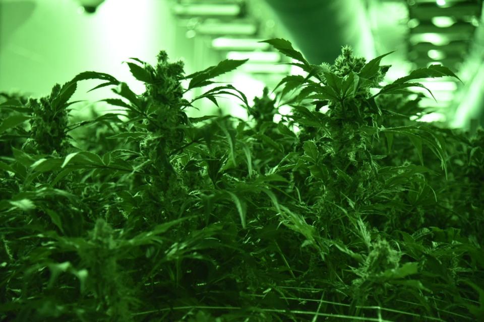 Cannabis plants inside a grow room at Symponia Farms on Wednesday, Aug. 3, 2022 in Battle Creek, Mich.