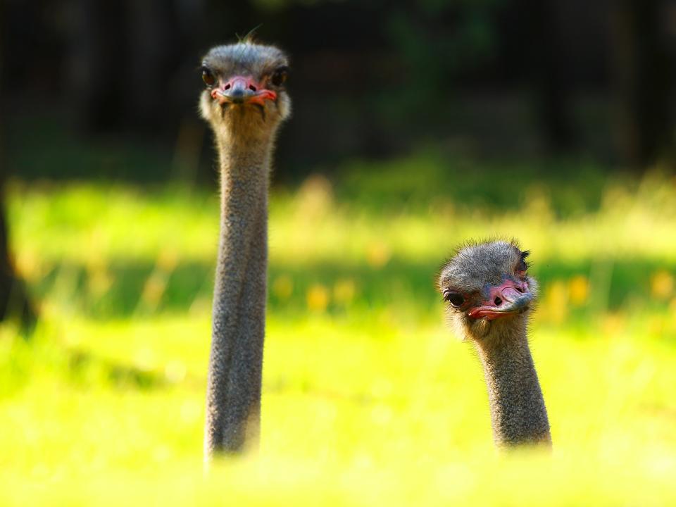 two curious ostriches