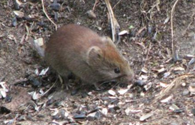 Red-backed vole