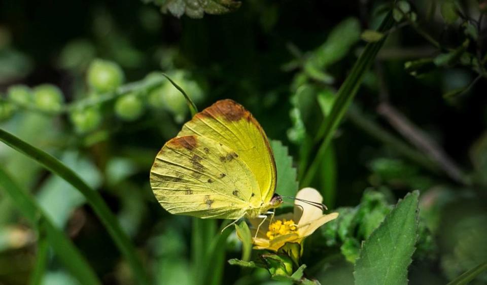 Caminata para ver mariposas por Deering Estate.