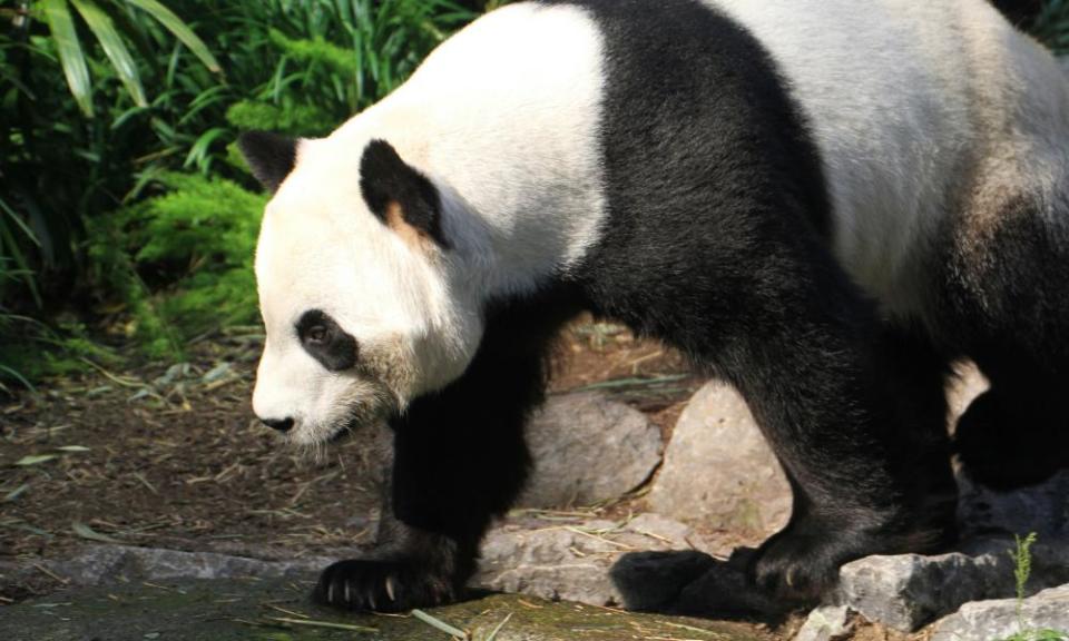 <span>Photograph: Calgary Zoo/Reuters</span>