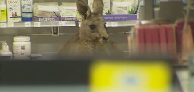 Unusual customer drops into chemist at Melbourne Airport this morning. Photo: 7News