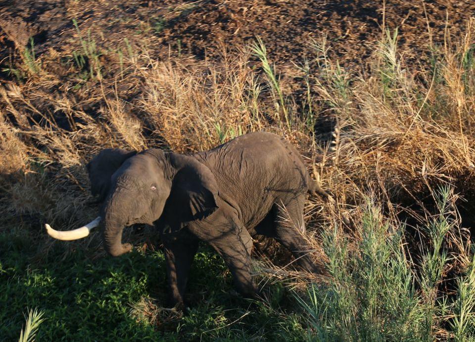 An elephant in Liwonde National Park, Malawi, where Mathew was on patrol (PA)