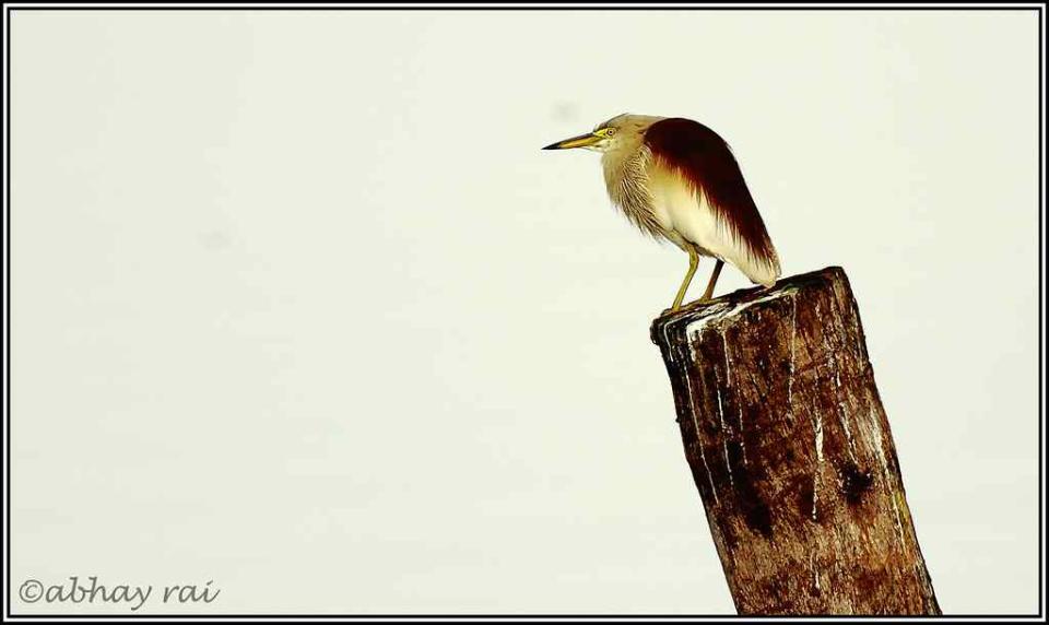 Travel India Wildlife Pond Heron