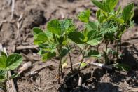 Facing low prices for all crops, U.S. farmers eye soy planting expansion