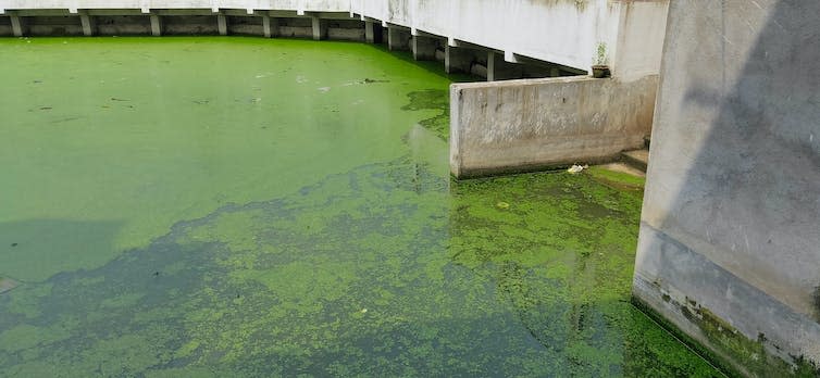 A slick of green algae covering a pond.