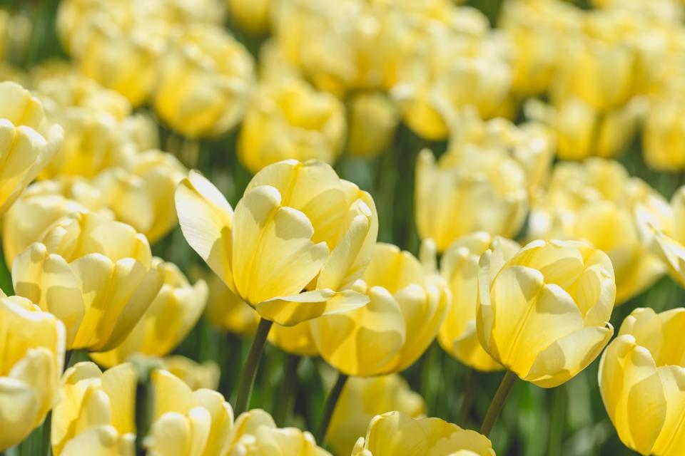 Yellow Tulips