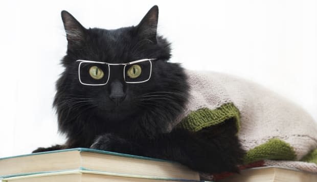 black cat with glasses lying on books