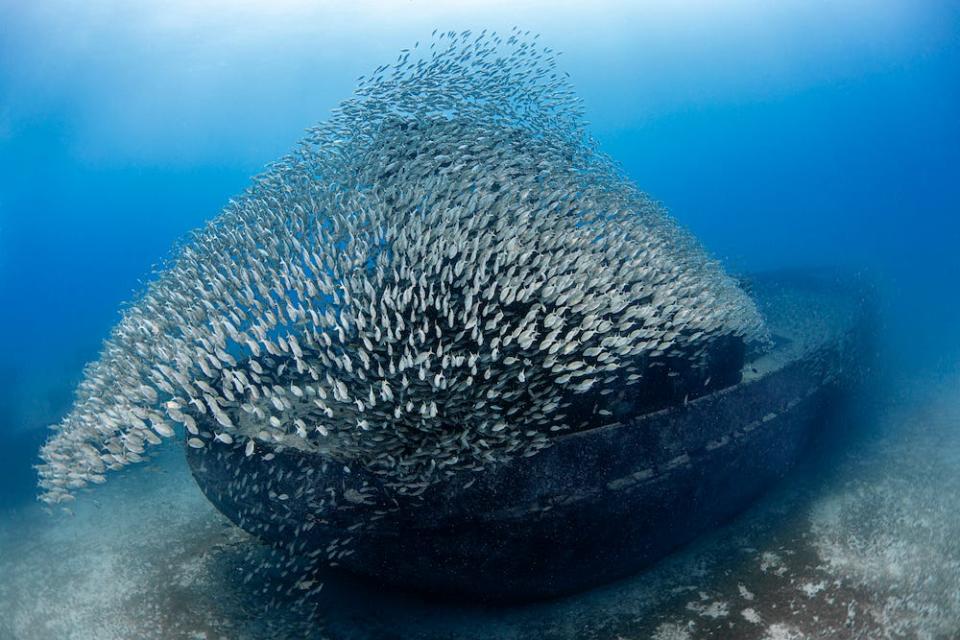 A school of grey fish swarm in a shape resembling a boat sail over the sunken deck of the Virgo, a wreck near Recife, Brazil. The image is a winner in the 2024 Underwater Photographer of the Year Awards.