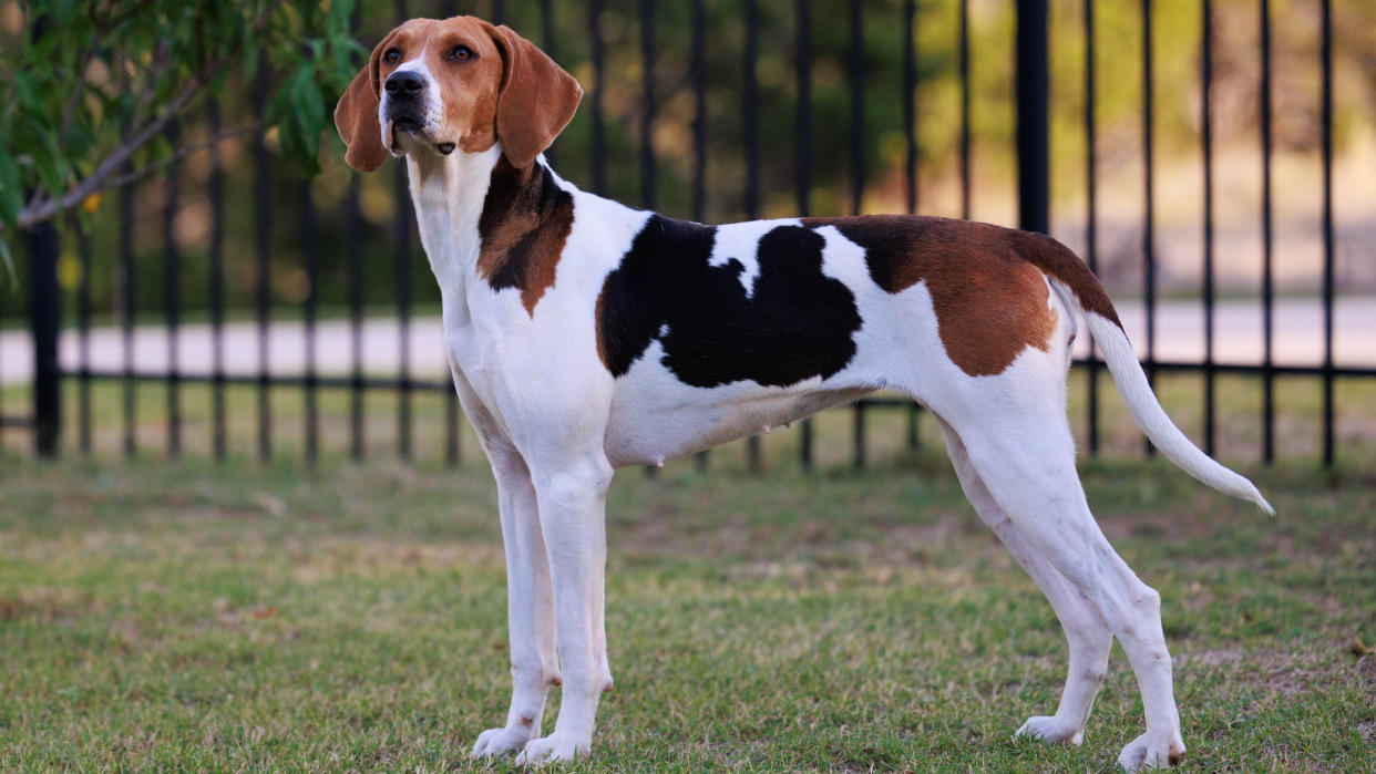  American foxhound standing. 