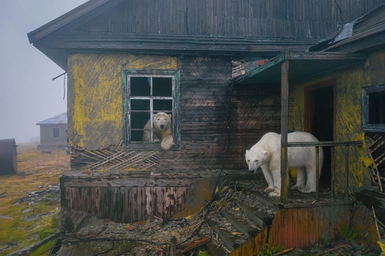 polar bears on Kolyuchin Island