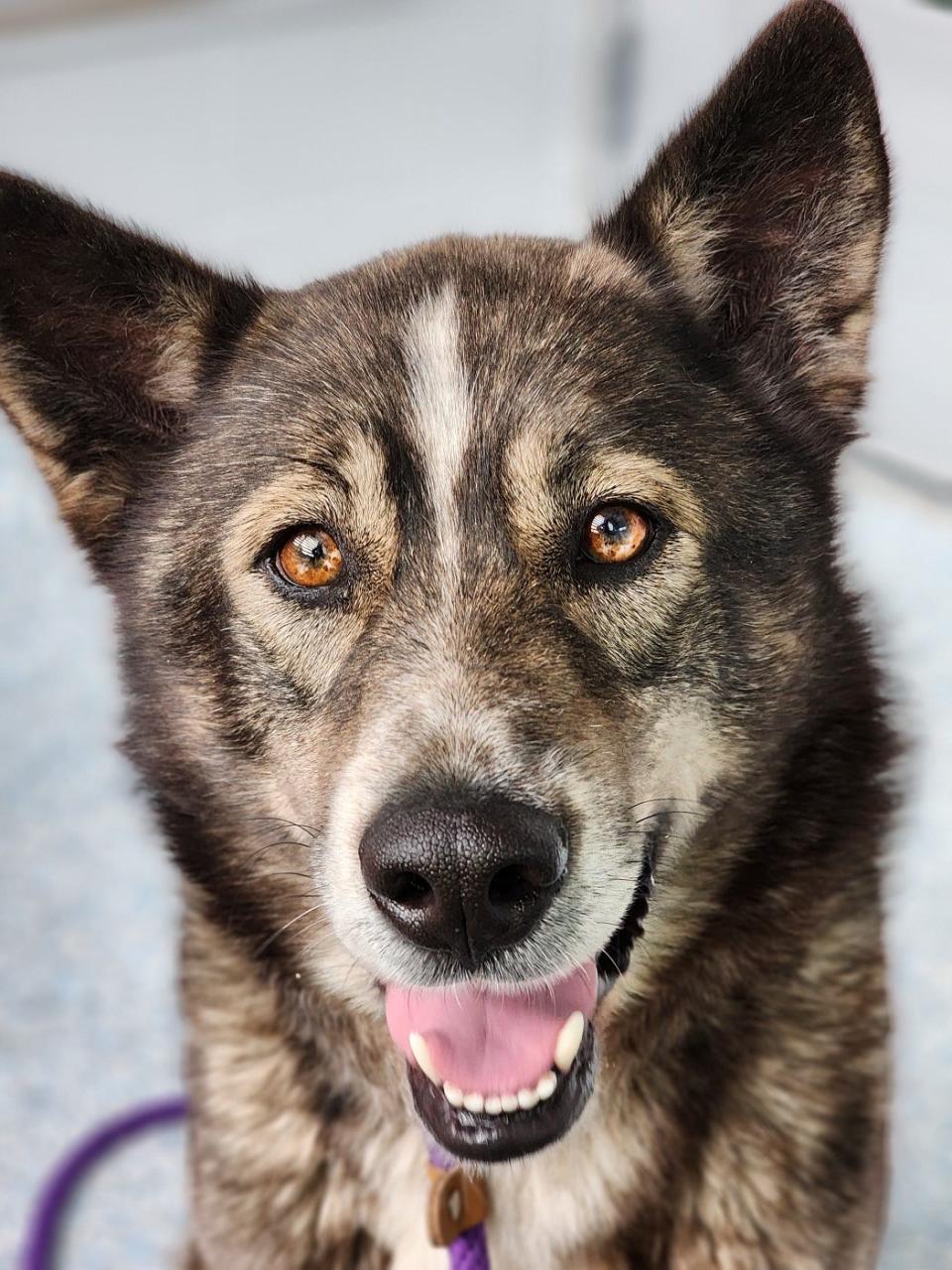 Fargo, a 5-year-old northern breed mix, is ready for his family. He is a volunteer favorite! He's really funny and appears to be house trained. To meet Fargo, call 405-216-7615 or visit the Edmond Animal Shelter at 2424 Old Timbers Drive in Edmond during open hours.