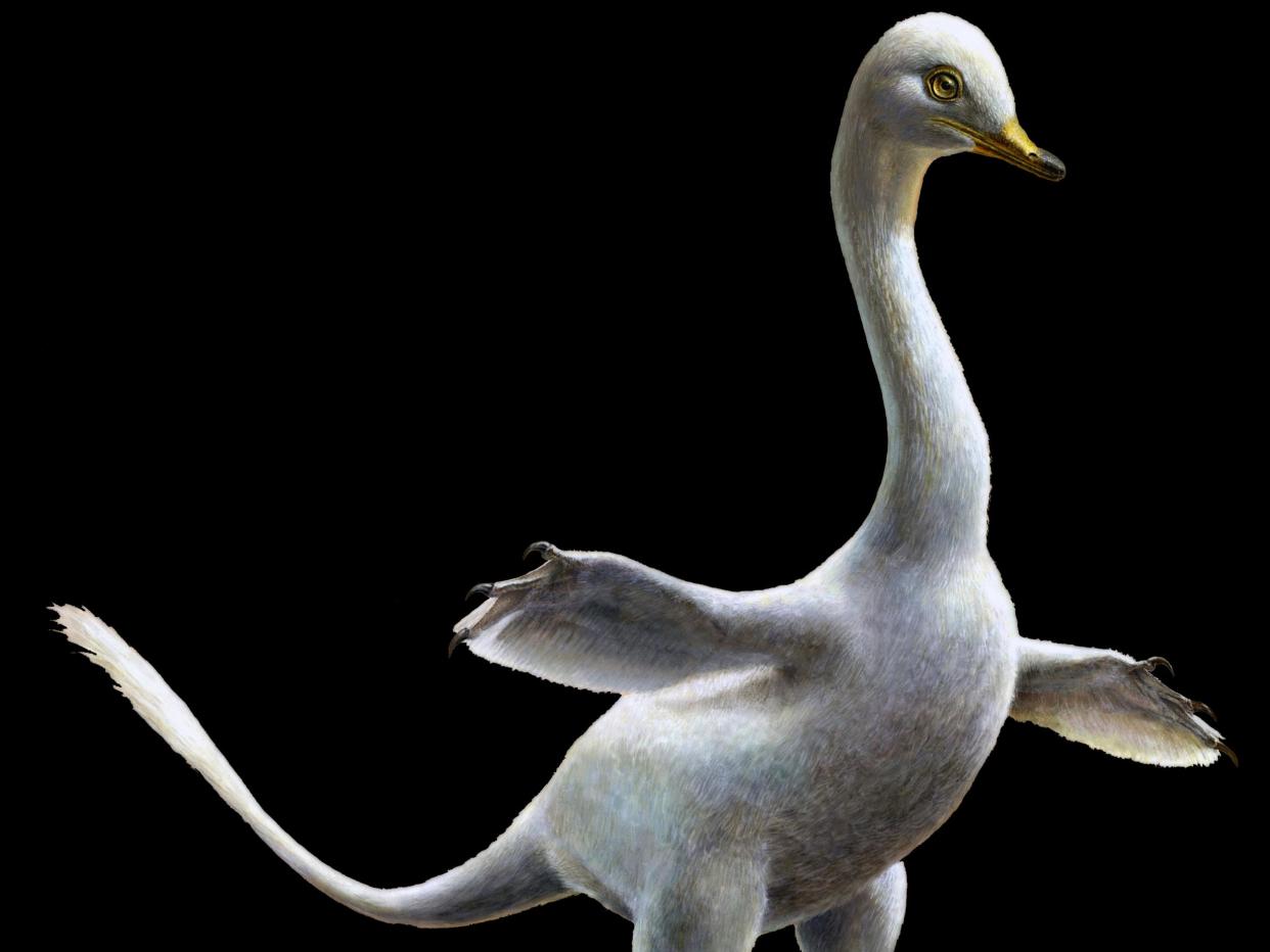 The newly identified Halszkaraptor escuilliei has a body shape that suggests a lifestyle similar to modern aquatic birds: Lukas Panzarin and Andrea Cau