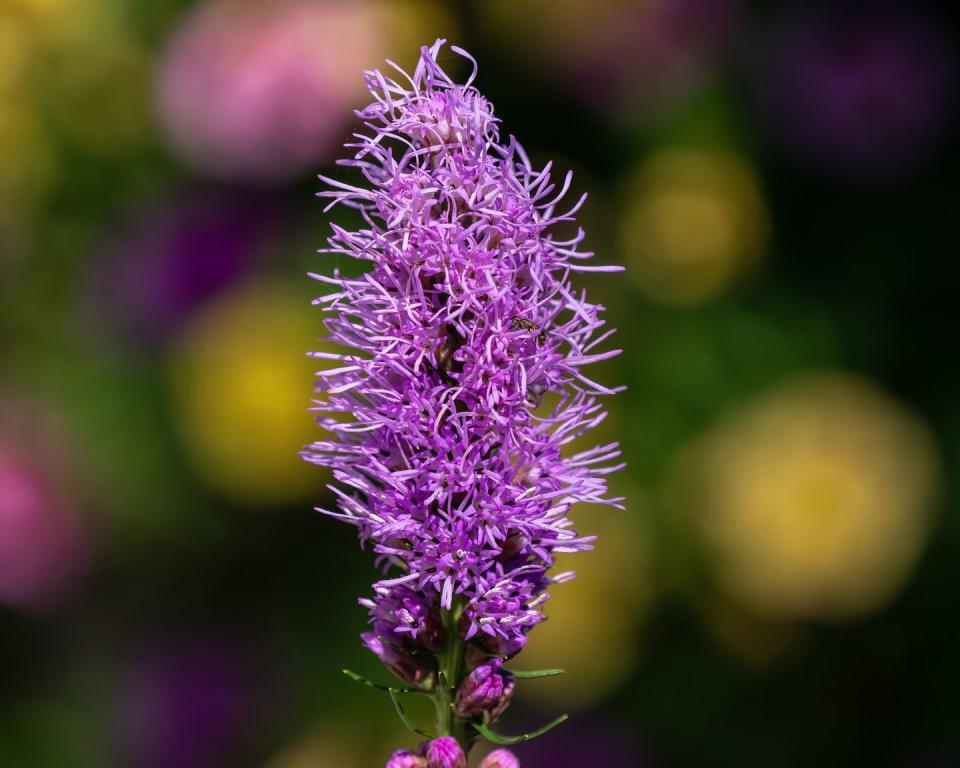 Blazing Star