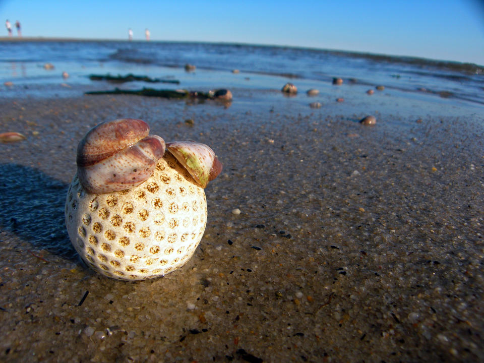 Pelota de golf integrada en la biodiversidad marina. (Getty Images).