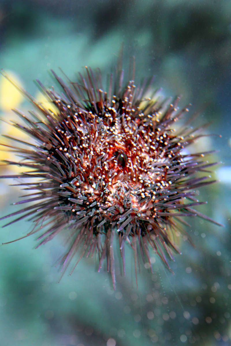 Scientists have been using sea urchins to study cell development for about 150 years.  (c) dpa - Bildfunk+++ image alliance / dpa