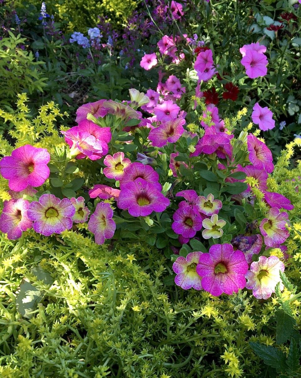 Superbells Prism Pink Lemonade calibrachoa makes its debut this spring. Here it is showing out in late afternoon sun with Lemon Coral sedum.