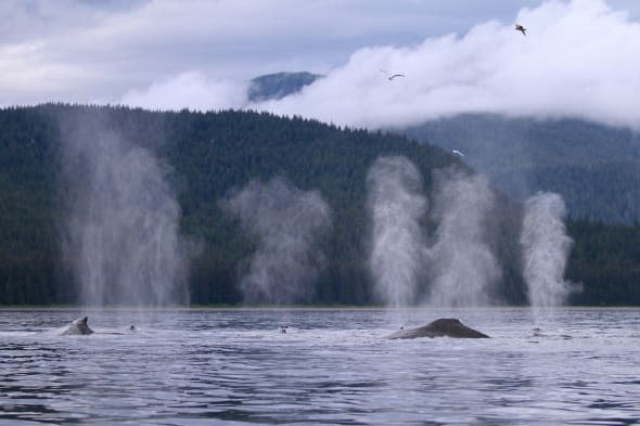 Humpback whales