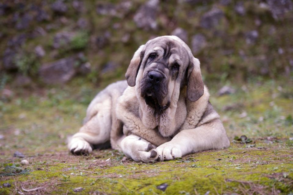 spanish mastiff with fawn colored hair and black snout lying on the grass
