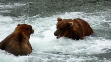 An aggressive Bear 856, on right.