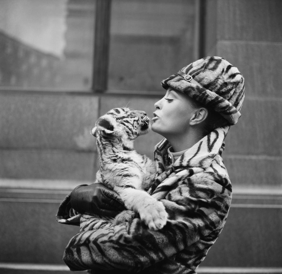 Stewardess Cynthia Robertson holds a Bengal tiger cub while modeling the new synthetic tiger fur uniform for National Airlines in 1971.