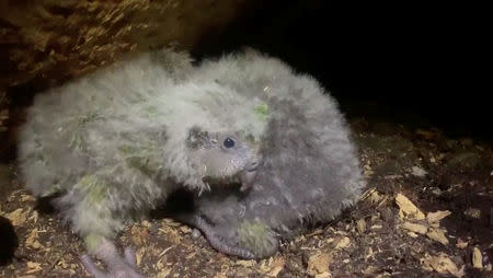 Kakapo parrot chicks are seen in this still image taken from undated social media video obtained April 18, 2019, in an undisclosed location in New Zealand. DEPARTMENT OF CONSERVATION NEW ZEALAND/ via REUTERS.