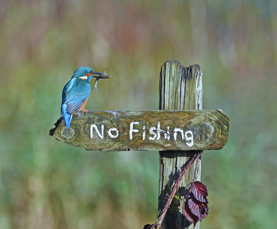 &ldquo;It&rsquo;s a Mocking Bird&rdquo; is an image of a kingfisher that was taken in Kirkcudbright, United Kingdom. (Photo: Sally Lloyd-Jones/Comedy Wildlife Photo Awards 2020)