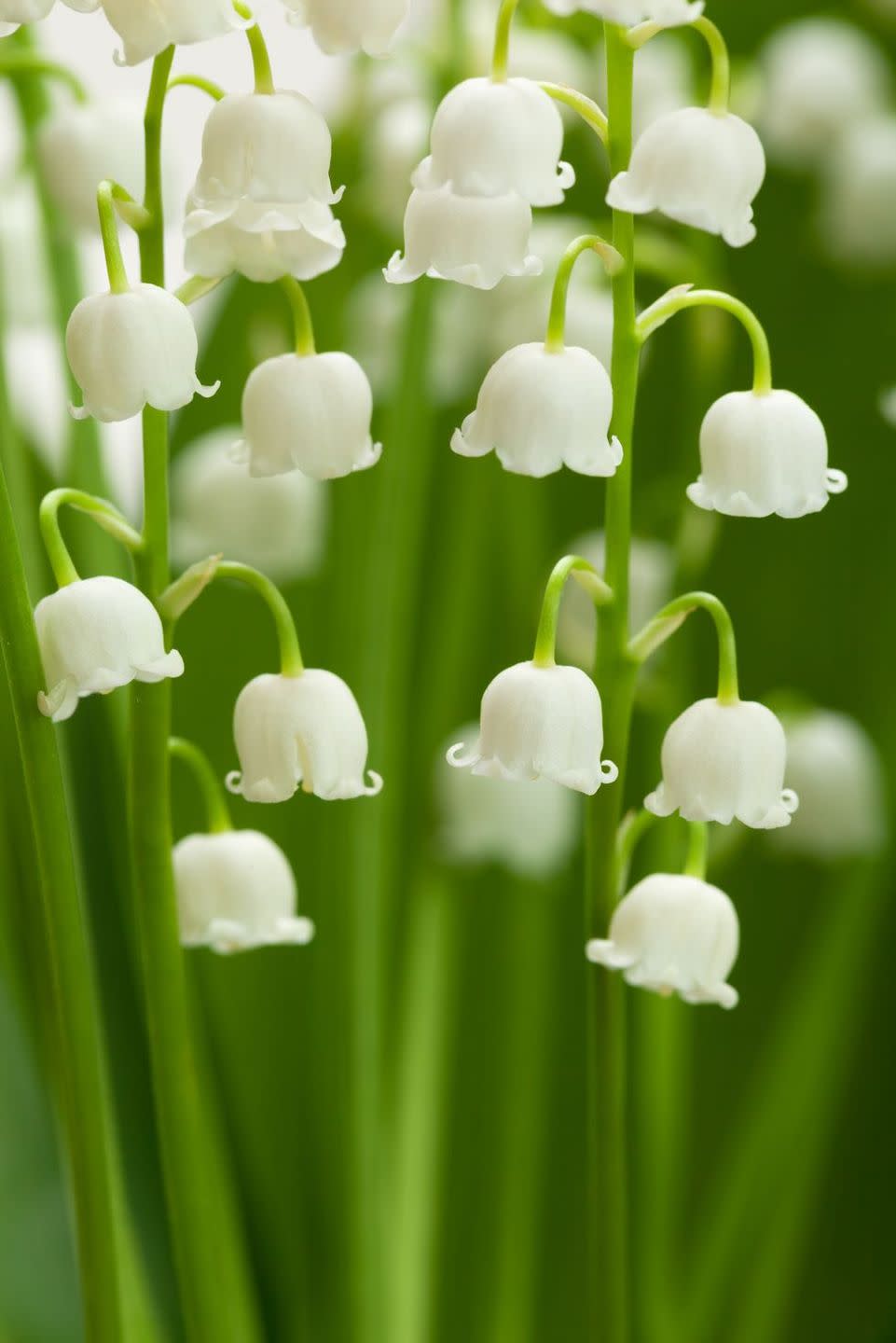 flower meanings, lily of the valley 