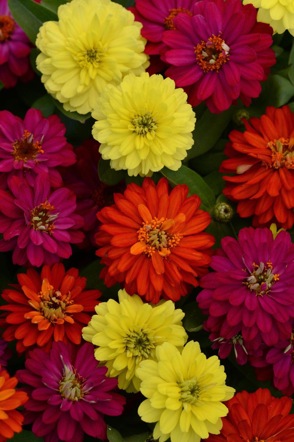 Double Zahara zinnias are a good deer-resistant flower for gardeners who struggle with the animals decimating their gardens.