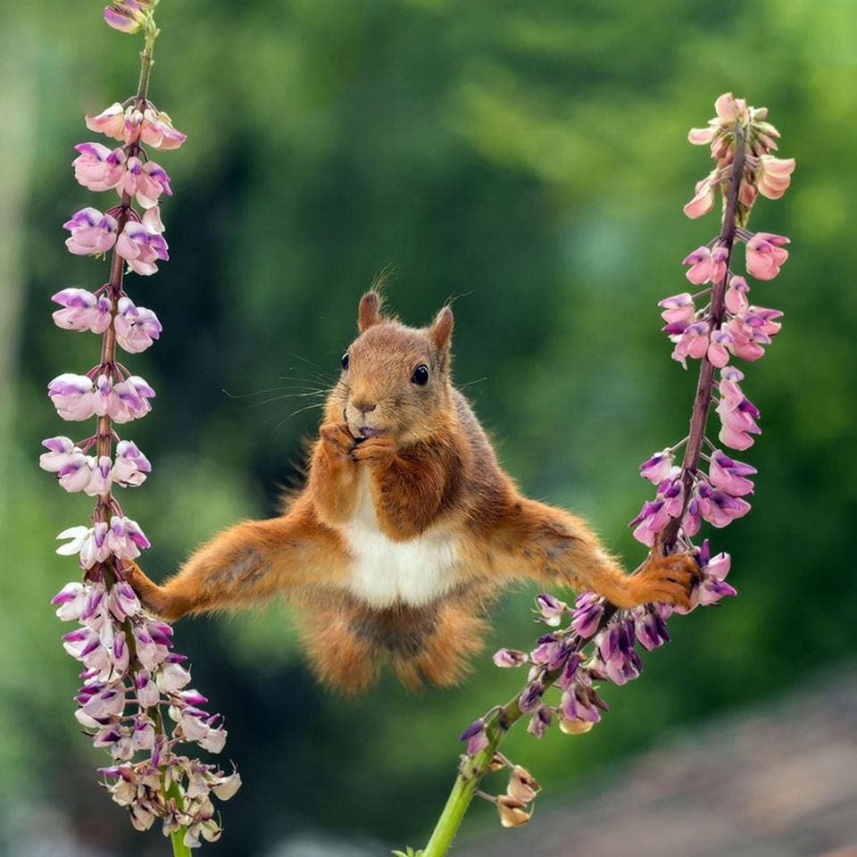 Fotografía, Animales, Competencia