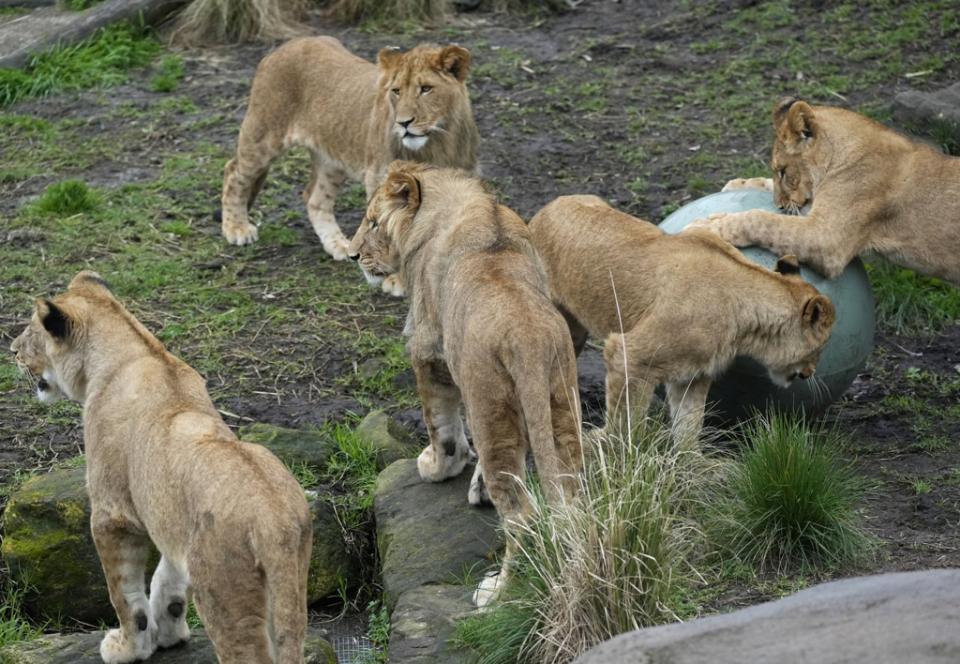 Lions, Taronga Zoo, Sydney, Australia