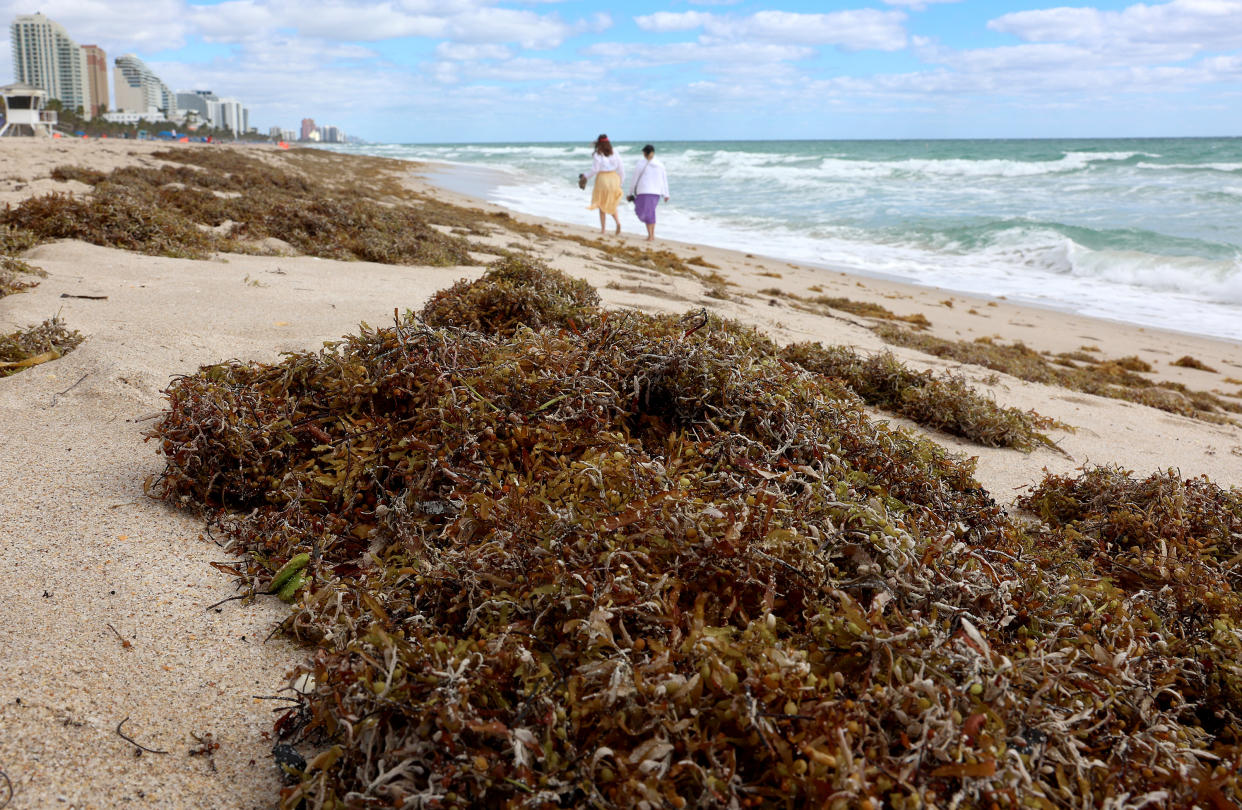 Two beachgoers walk past seaweed on a beach.