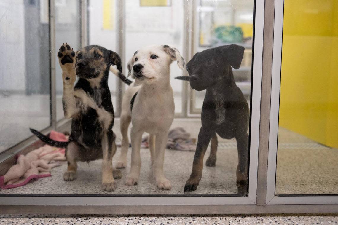 Puppies such as these, kittens and cats are being adopted quickly at KC Pet Project and other area shelters. But larger dogs are a different story.