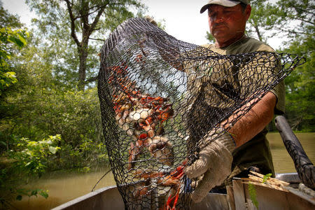 FILE PHOTO - Crawfisherman Jody Meche dumps outs a catch of crawfish at the Atchafalaya Basin near Butte LaRose, Louisiana, U.S. May 20, 2011. REUTERS/Lee Celano/File Photo