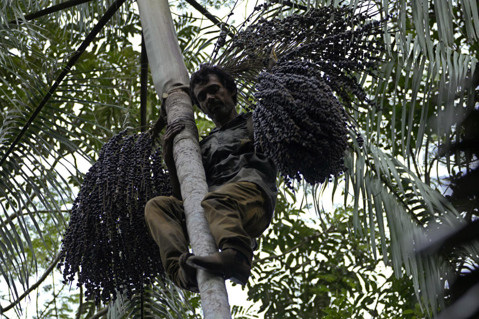 Edson Polinario climbs an Acai tree to extract the berries in a rural area of his property, in the municipality of Nova California, state of Rondonia, Brazil, Thursday, May 25, 2023. (AP Photo/Eraldo Peres)