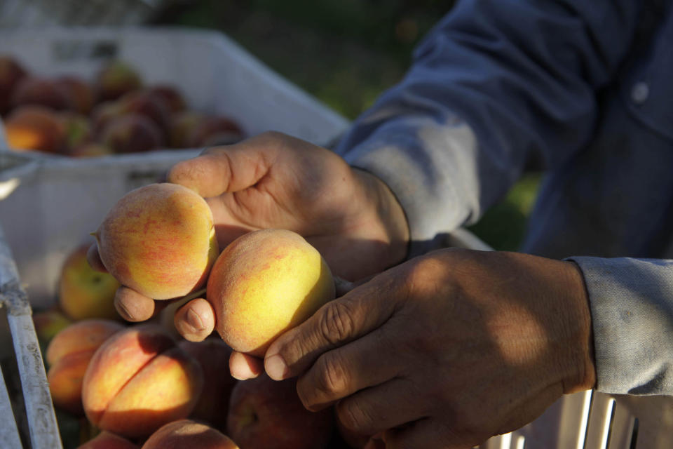 In this photo taken on Friday, June 7, 2013, farmer David Mas Masumoto inspects just-harvested peaches in his orchard in Del Rey, Calif. The Masumotos, a fourth generation farming family, have seen the disappearance of family farms swallowed by giant agribusinesses, the turn toward organics, and the resurgence of small farm culture. (AP Photo/Gosia Wozniacka)