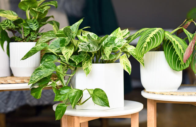 Plantes d'intérieur : la nouvelle tendance déco : Femme Actuelle