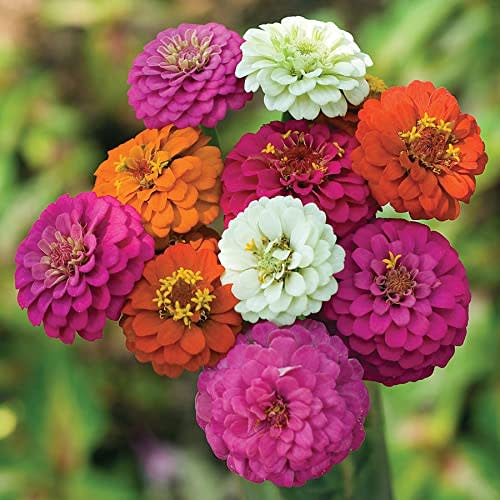 TomorrowSeeds - Pom Pom Pompon Zinnia Seeds - 50+ Count Packet - USA Garden Flower Rainbow Colorful Lilliput Sunflower Rose Live Plant