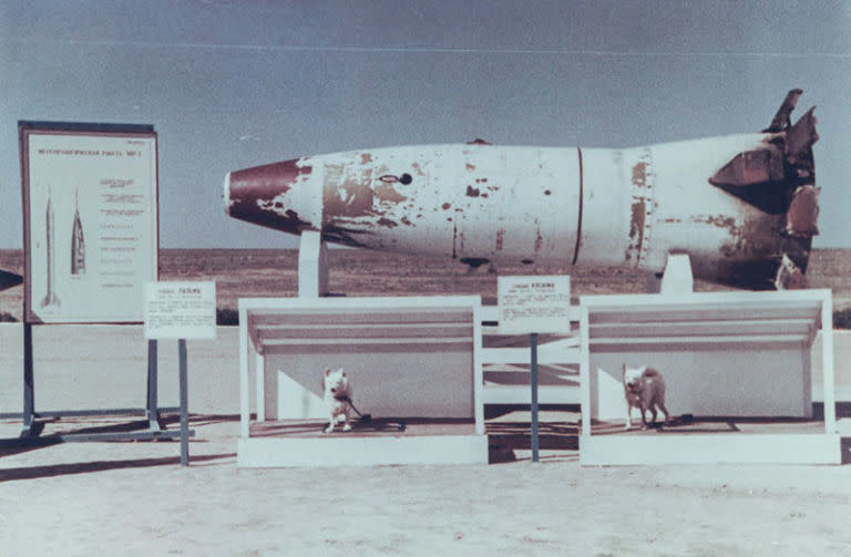 Dogs Palma (Palm Tree) and Kusachka (Biter) in front of the nose section of the R-2A rocket