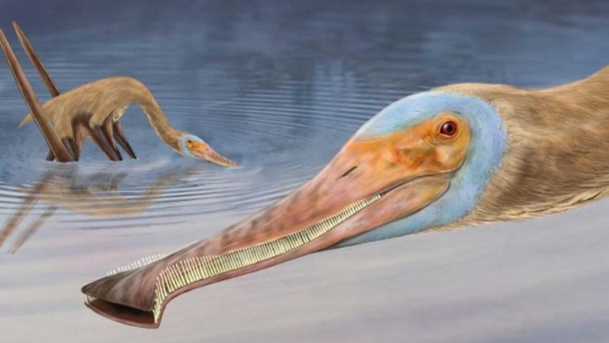  An artist's illustration of what the new species may have looked like. 