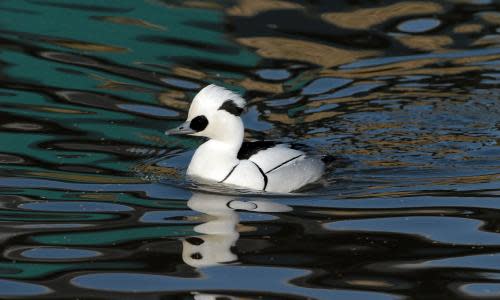 Duck fares better in special areas<br>Embargoed to 0001 Monday January 26 Undated handout photo issued by WWT of a smew drake, a rare European duck whose habitat is changing because of global warming is doing twice as well in conservation areas protected by the EU, research has shown. PRESS ASSOCIATION Photo. Issue date: Monday January 26, 2015. But more needs to be done to safeguard the smew, a seldom seen but striking winter visitor to the UK, say experts. Smew drakes are instantly recognisable by their dramatic black and white plumage. The duck has been spreading northwards across Europe as temperatures rise. A study of wetland data shows that nearly a third of the birds now spend winter in north-east Europe, compared with just 6% two decades ago. See PA story ENVIRONMENT Duck. Photo credit should read: WWT/PA Wire NOTE TO EDITORS: This handout photo may only be used in for editorial reporting purposes for the contemporaneous illustration of events, things or the people in the image or facts mentioned in the caption. Reuse of the picture may require further permission from the copyright holder. animalgallery