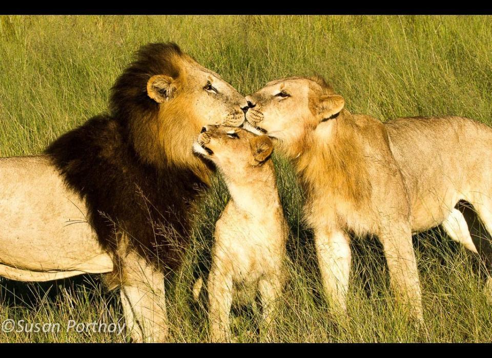 Family reunion. Members of the pride took turns nuzzling the males as they approached. Seriously adorable. © Susan Portnoy