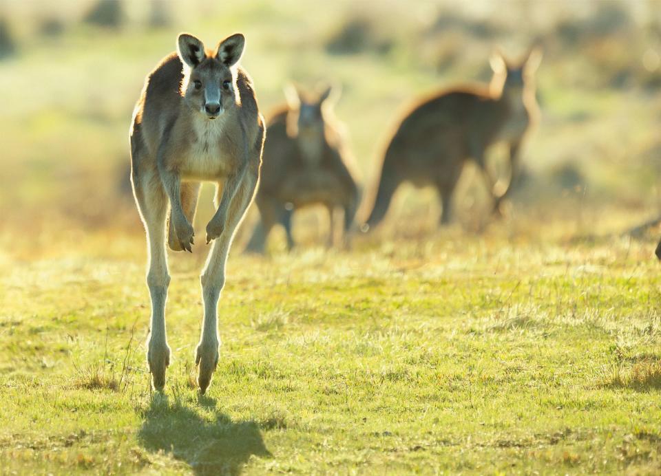 Das Riesenkänguru ist das größte lebende Beuteltier. Viele davon sind im Namadgi-Nationalpark in Australien zu sehen.