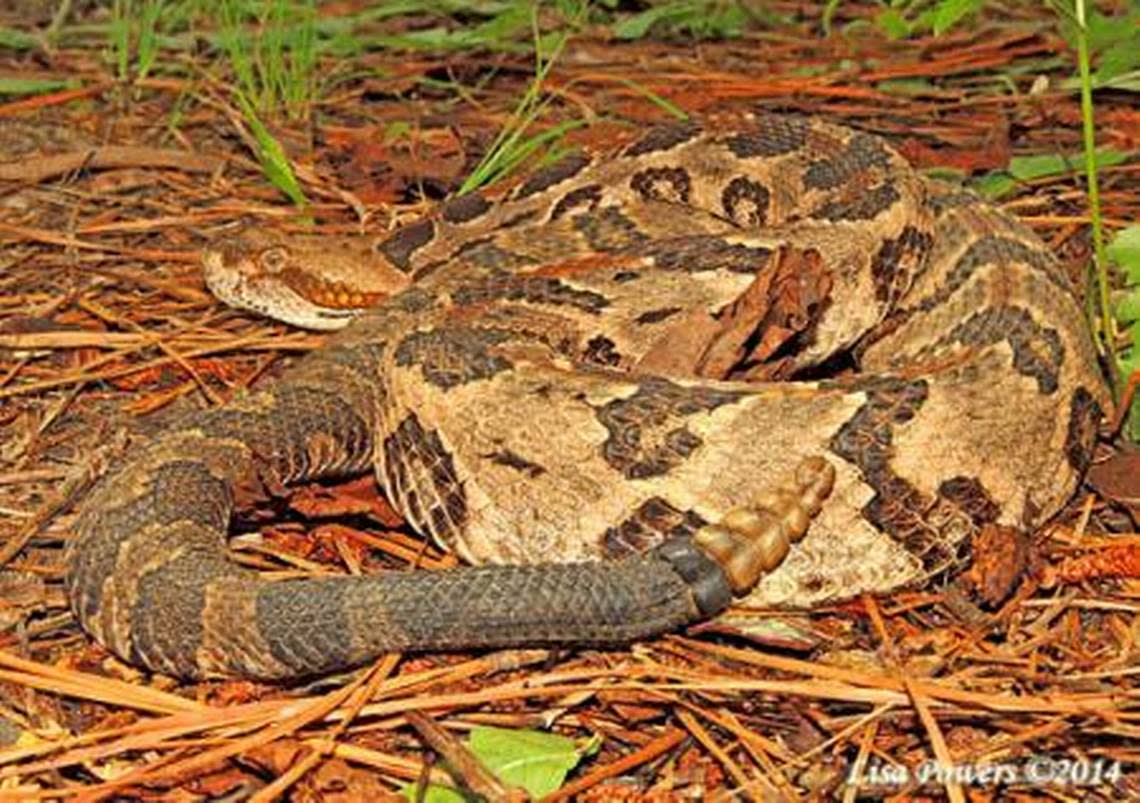 A photo of a timber rattlesnake, retrieved from kysnakes.ca.uky.edu/venomous. Photo courtesy of the University of Kentucky’s Department of Forestry.